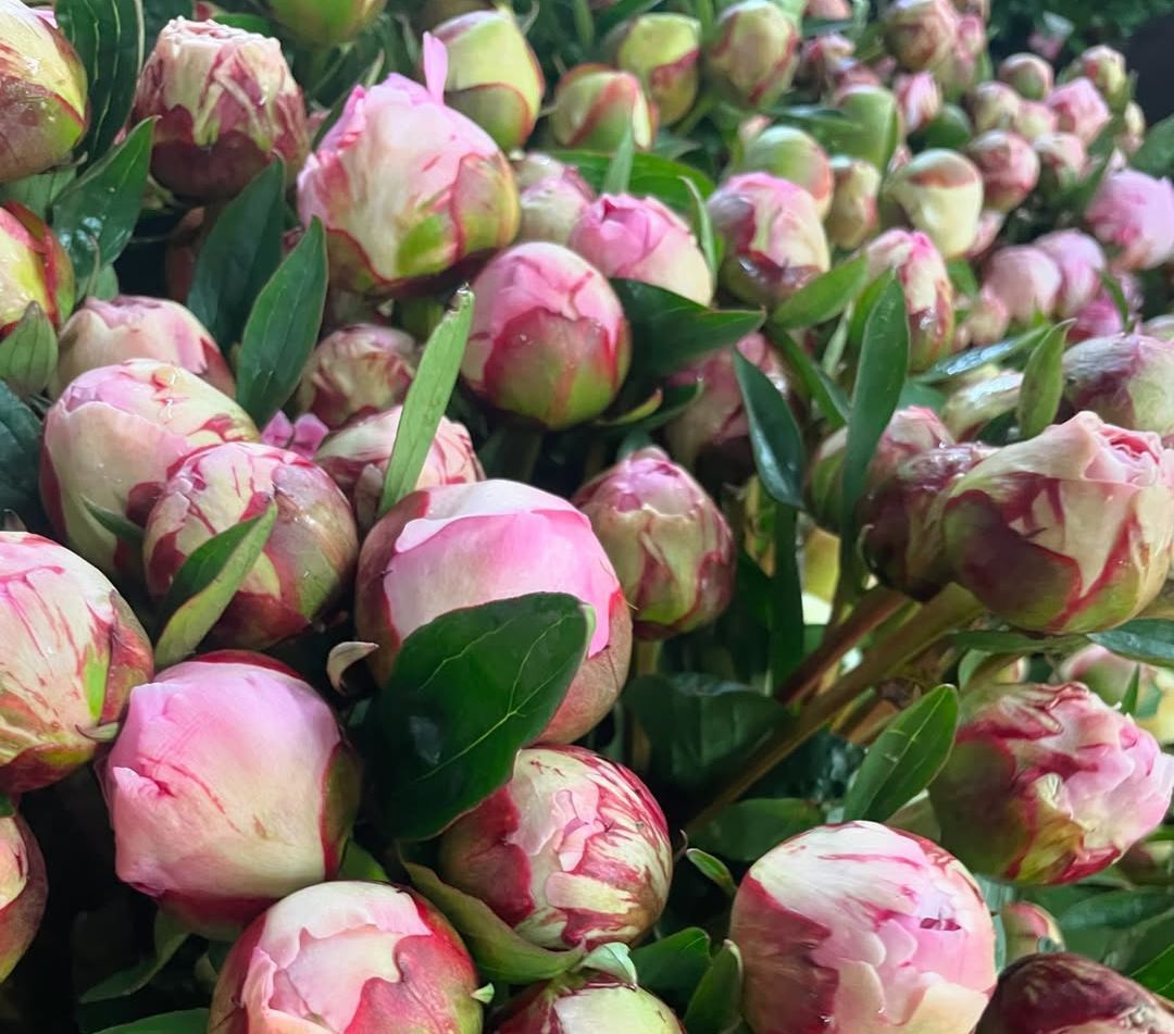We're open today in Victoria Park with the Sunday farmer's market, with a variety of the best food and drink to explore - from fresh produce to street food, drinks, plants and much more!

📷 Beautiful home-grown peonies from Stevens of Sibsey
