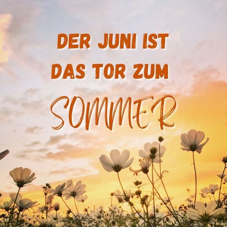 Der Juni startet mit Sonnenschein, was will man mehr? 😊☀️🌸🐝🌺
