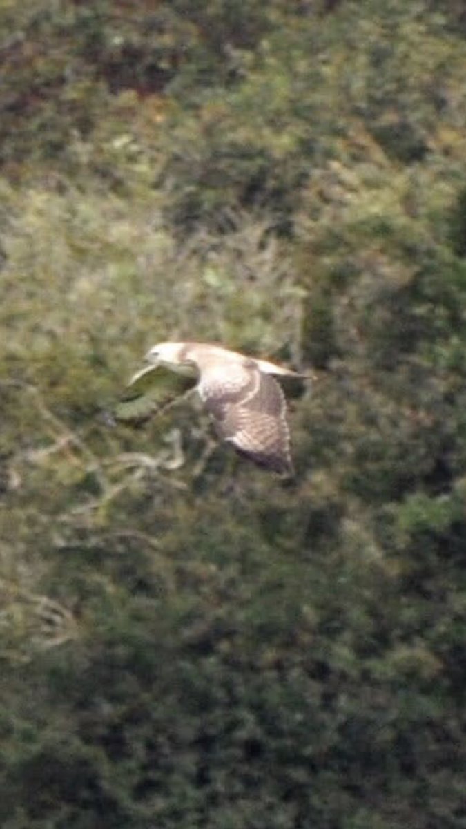 What type of buzzard is this , Cheshire
