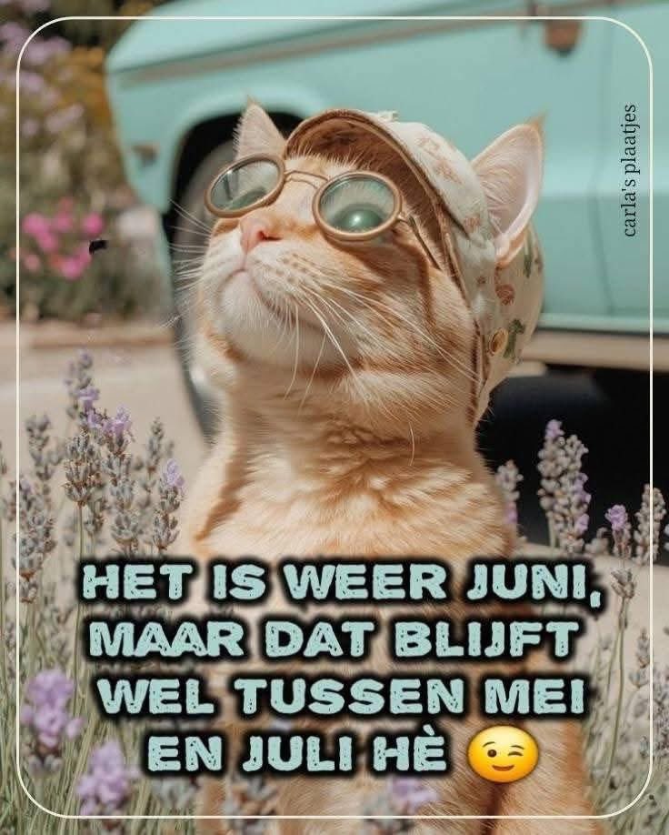 BaileysCornerNL's tweet image. 