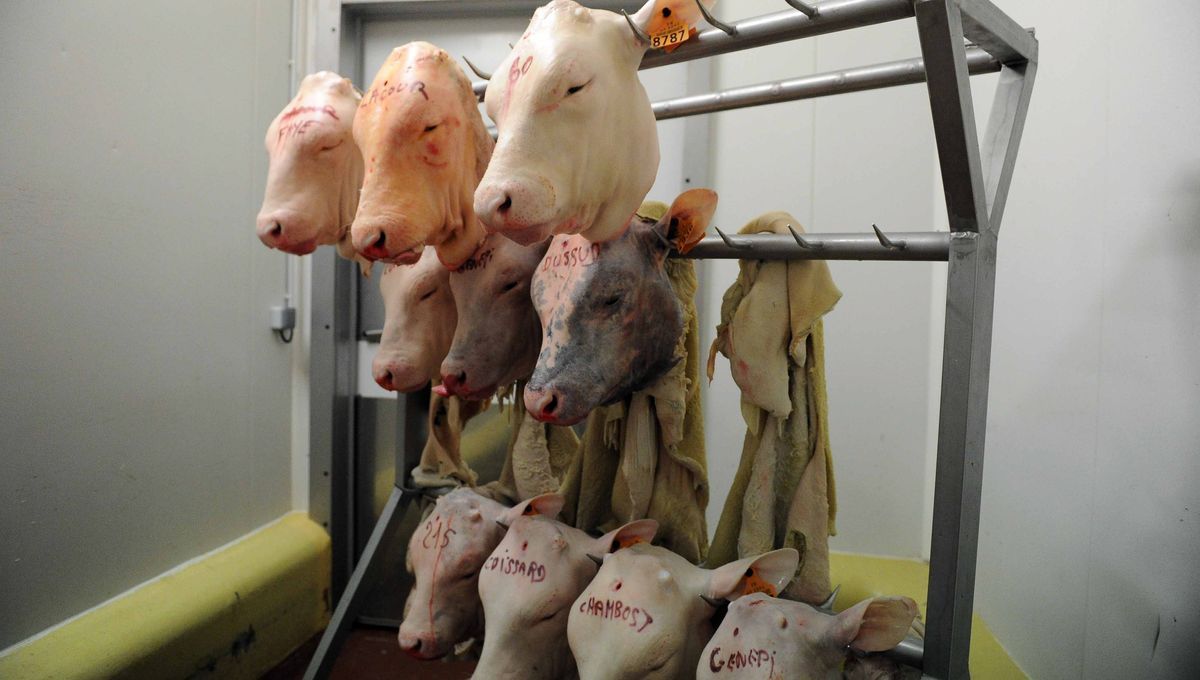 Maitre Christophe Gerard (@maitregerard) on Twitter photo Aucune mesure ne sera jamais prise par les politiques de tous bords qui pourrait remettre en cause, directement ou indirectement, la liberté de buter des animaux avec laquelle des lobbys gagnent bcp argent.
<a href="/afpfr/">Agence France-Presse</a>
<a href="/HenryJeanServat/">Henry-Jean Servat</a>
<a href="/onevoiceanimal/">One Voice</a>
<a href="/SandraKrief/">Sandra Krief</a>
<a href="/Muriel_FUSI/">Muriel Fusi</a> Aucune mesure ne sera jamais prise par les politiques de tous bords qui pourrait remettre en cause, directement ou indirectement, la liberté de buter des animaux avec laquelle des lobbys gagnent bcp argent.
<a href="/afpfr/">Agence France-Presse</a>
<a href="/HenryJeanServat/">Henry-Jean Servat</a>
<a href="/onevoiceanimal/">One Voice</a>
<a href="/SandraKrief/">Sandra Krief</a>
<a href="/Muriel_FUSI/">Muriel Fusi</a>