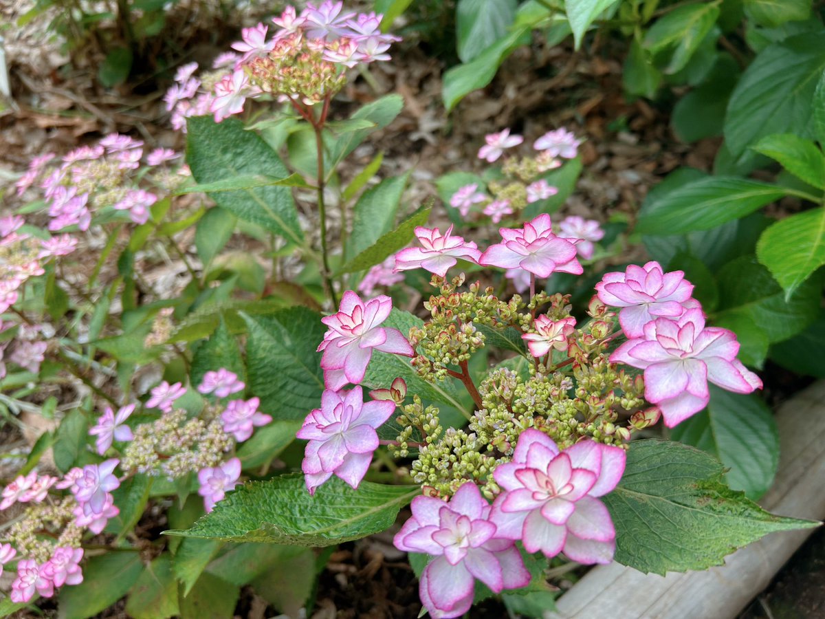 nekotapana's tweet image. 今日は公園にお散歩に行ったら、変わった紫陽花が咲いてたので思わず写真をとりました📸ひな祭りっていう品種みたいです。
お散歩後におうちでお茶休憩。アメリカンチェリーとニルギリ パークサイド🫖🍒
#木漏れ日のお茶会
#茶好連