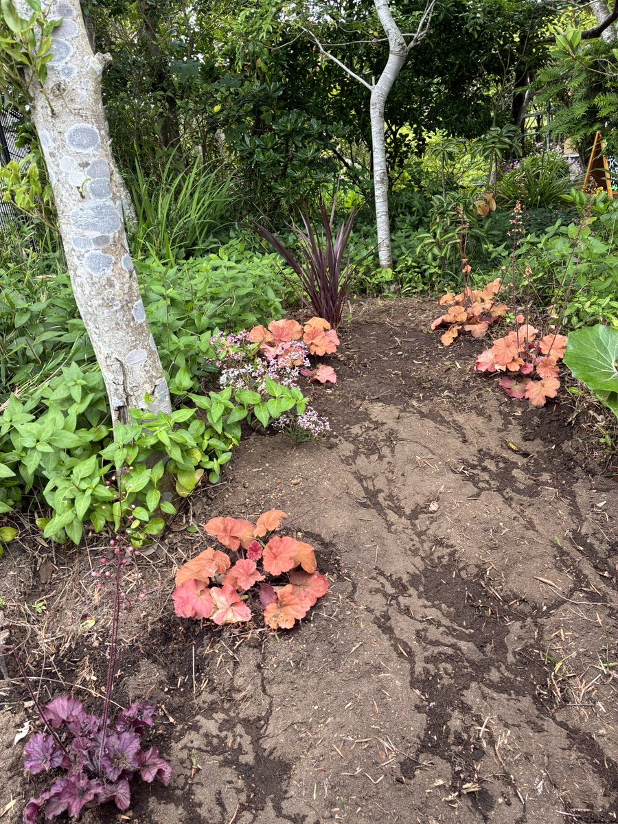 DimancheCafe's tweet image. 今日は店の定休日。庭の一画をカラーリーフでアレンジ。かなり時間がかかりましたが心地よい気候で作業完了。あと昨日、サングラス🕶️２つ、夏に向けて衝動買い。丸と四角のやつ、どうかな？