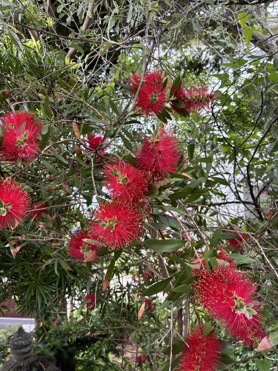 DimancheCafe's tweet image. 今日は店の定休日。庭の一画をカラーリーフでアレンジ。かなり時間がかかりましたが心地よい気候で作業完了。あと昨日、サングラス🕶️２つ、夏に向けて衝動買い。丸と四角のやつ、どうかな？