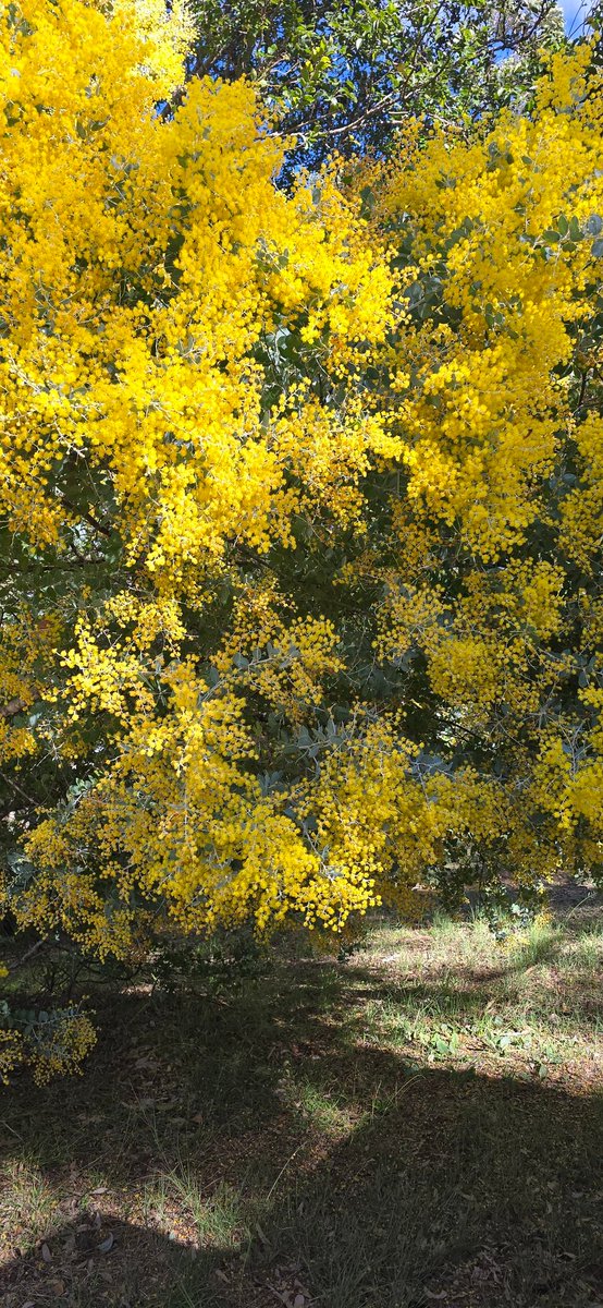 SorgGuy's tweet image. I love the Cootamundra wattle.