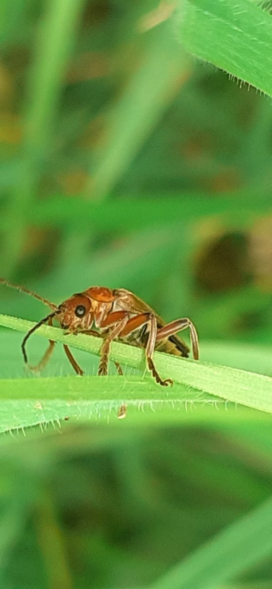 Hils1904's tweet photo. This soldier beetle looking like it just wants to take life easy! #TwitterNatureCommunity https://t.co/JMbRBlYaBb