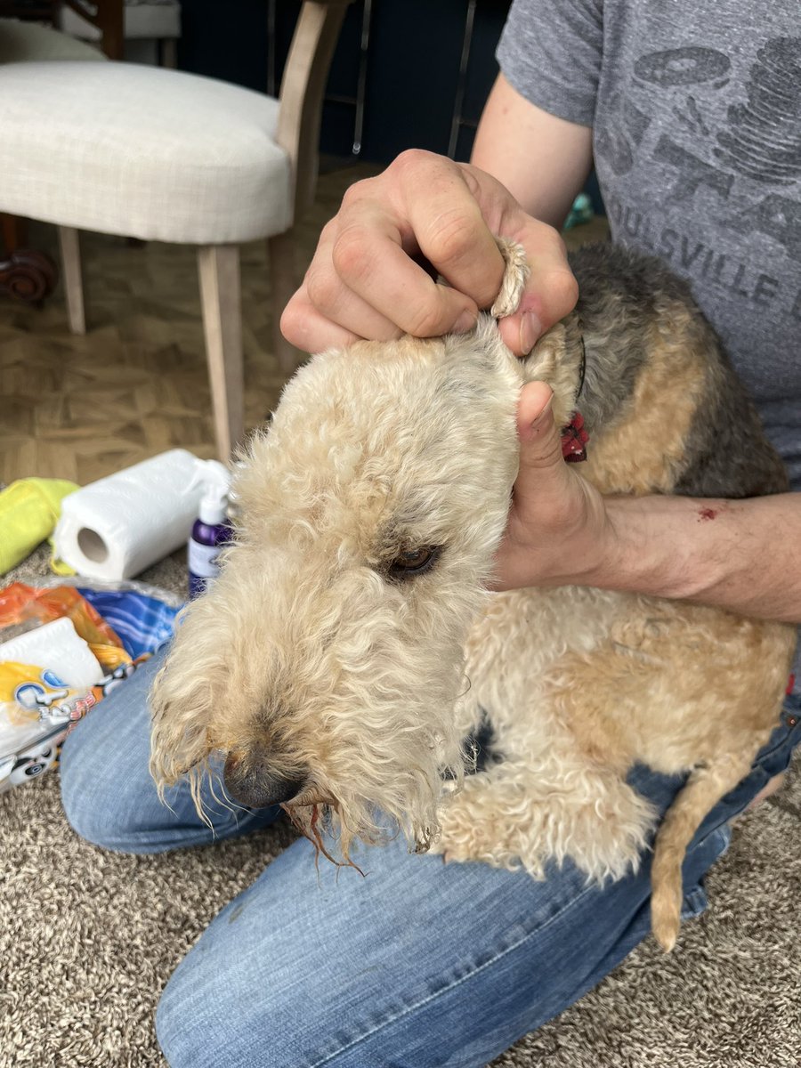 Pals! I just caught a fox! I had his tail and wouldn’t let go and he bit me on the nose… so medical repaws but

Fox 0 Laxey 1