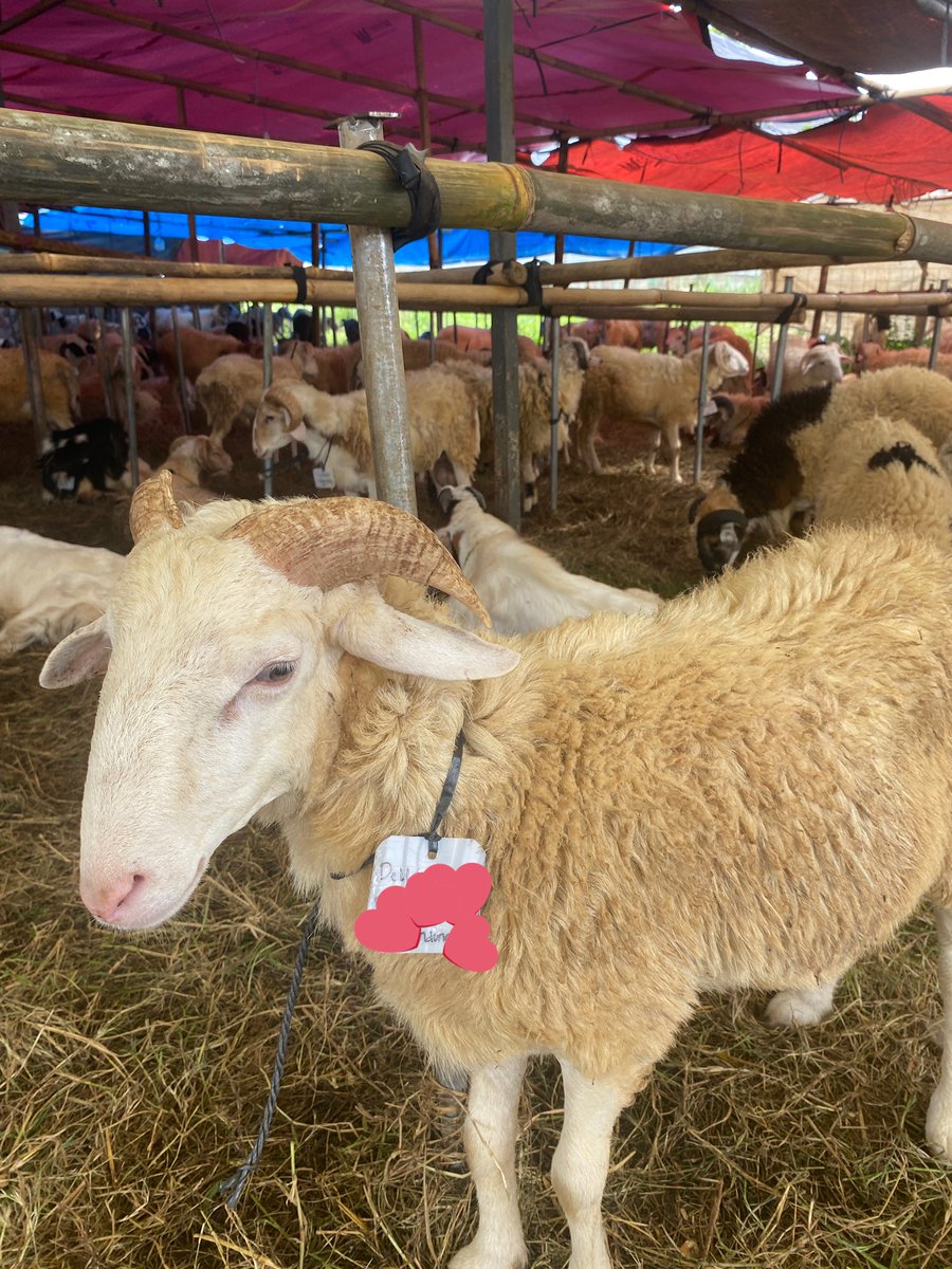 dels ꕤ semi rest tweet media