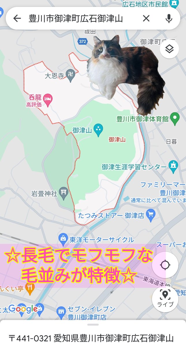🐱のんこちゃん

'23年6月23日
愛知県豊川市御津町 広石御津山より迷子

長毛の三毛猫さんで
現在5才
首輪なし 避妊済み
モフモフの毛並みが特徴的です

目撃した･保護されている等、どんな些細な情報でも👇飼い主様まで連絡お願いします🙏

#猫好きさんと繋がりたい
#猫のいる暮らし
#迷子猫