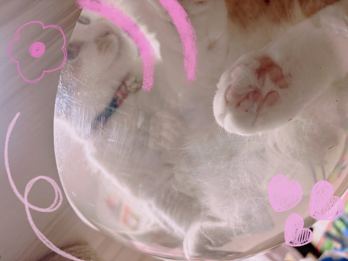 #ニクキュ スペシャル

#猫の肉球　#neko #猫 #猫好きさんと繋がりたい