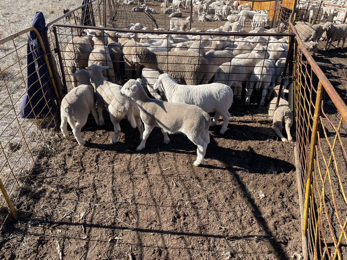 Good day for it 👍 #lamb marking #sheep #riverina #littlenuggetsofgoldatm