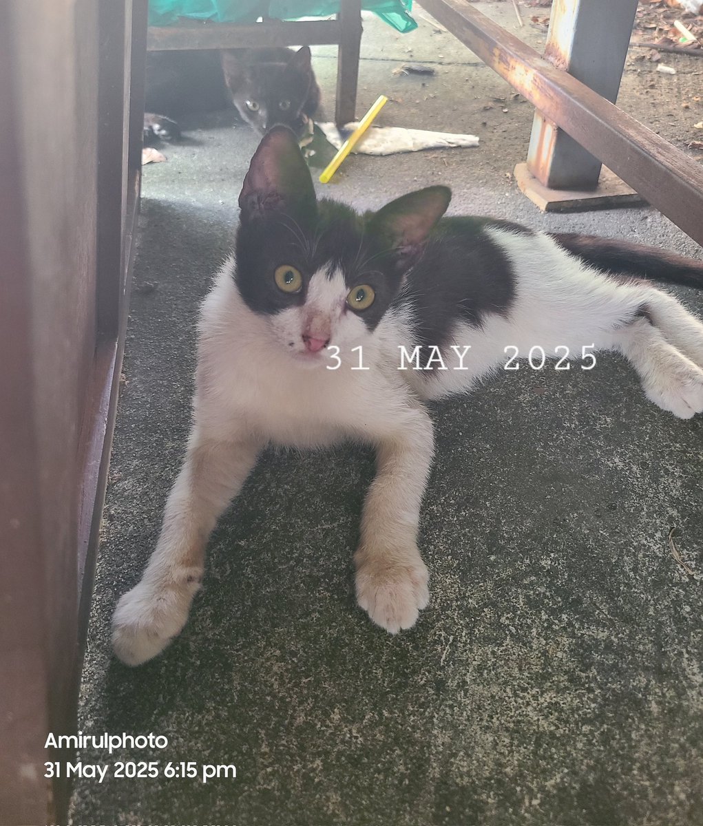 Alhamdulillah dah besar dah...cantik elok..🥰🥰🥰