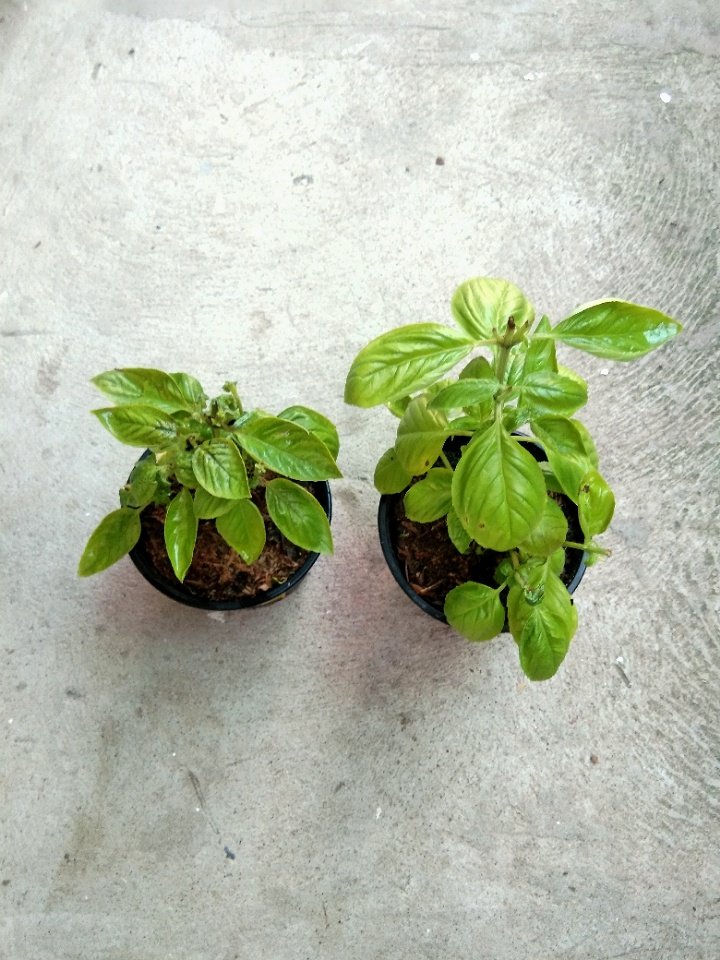 joshcalebgarden's tweet photo. To Pn Roa Subd. Canitoan Cdo City. #sweetbasil #herbslovers https://t.co/coOL0Kiym3