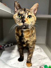 Peter Askin (@peteraskin1) on Twitter photo I would be hugely amiss
if I didn't feature this tortie miss!
Grandma "Twinkle" at NYC ACC
cries out for help from you & me!
*See her video in the post below
& to adopt senior lovers don't be slow!
Pledge for rescue if you will & now today
& Tag <a href="/sachikoko/">Renee' Martin</a> dear one's if you may! I would be hugely amiss
if I didn't feature this tortie miss!
Grandma "Twinkle" at NYC ACC
cries out for help from you & me!
*See her video in the post below
& to adopt senior lovers don't be slow!
Pledge for rescue if you will & now today
& Tag <a href="/sachikoko/">Renee' Martin</a> dear one's if you may!