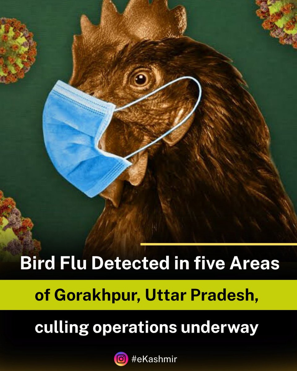 TheBriefingJK's tweet photo. #birdflu has been detected in five areas of #Gorakhpur, leading authorities to shut down all live bird markets in the city for 21 days and begin culling birds in and around the affected zones, officials said.

#eKashmir #eKashmirNews #uttarpradesh https://t.co/wkhEumveNh