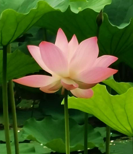 hpi168's tweet photo. @donutai # 
夏天的早上，走走跑跑，大汗淋漓，走过跑过之后，有一种畅通舒适的愉快 https://t.co/2zCs0tDP2I