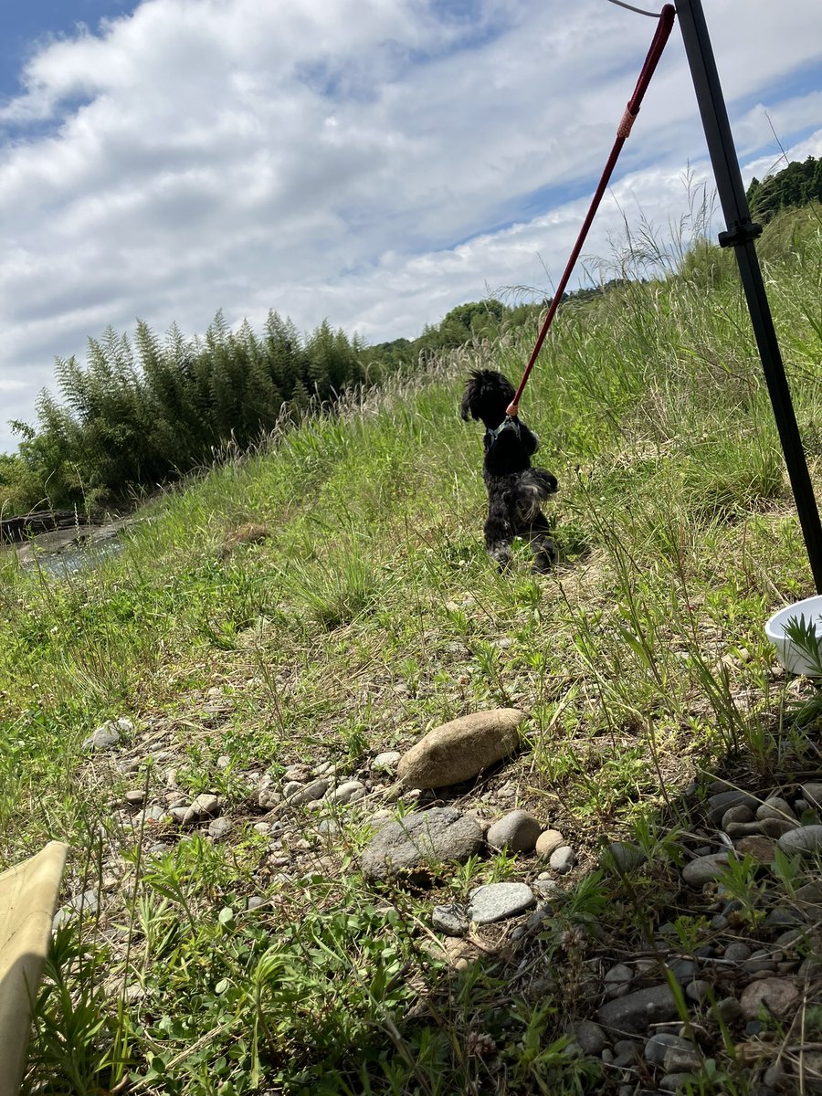 nuaaaaaan's tweet photo. 鮎釣りかいきーん🎣
#鮎 
#鮎釣り https://t.co/64T65oaUCJ