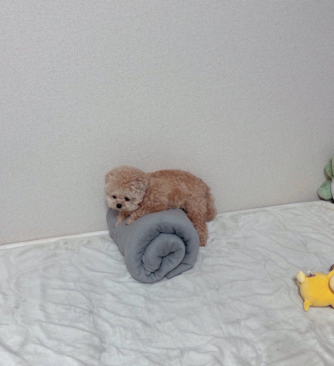 💖 (@twaniimals) on Twitter photo 