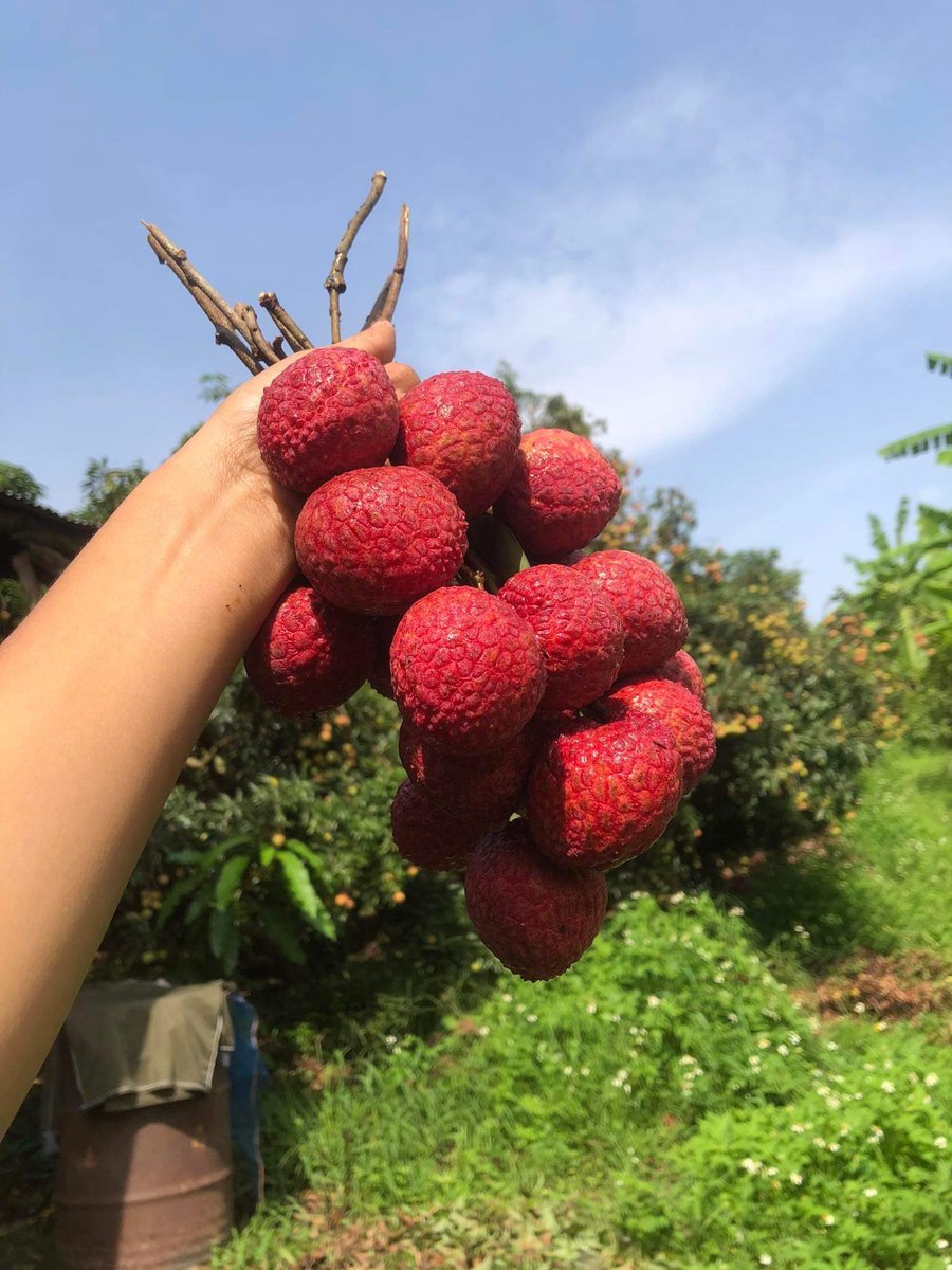 👩🏻‍🌾🍒เปิดฤดูกาลลิ้นจี่จักรพรรดิ  🌳👑

ลิ้นจี่จักรพรรดิ ลูกใหญ่ม้ากกกกกก รสชาติหวานฉ่ำ หอมกลิ่นลิ้นจี่สดชื่น เก็บสดวันต่อวัน ปลอดสารพิษ100%
คัดสวยไซส์ใหญ่ ไม่หัวหนอน ลูกสวย 

💖💖 รวมส่ง 💖💖

📦 3กก / 380฿ 
📦 5กก / 540฿ 

👩🏻‍🌾 ส่งวันที่ 3 มิ.ย
👩🏻‍🌾 สนใจสั่งซื้อทางDM / Line