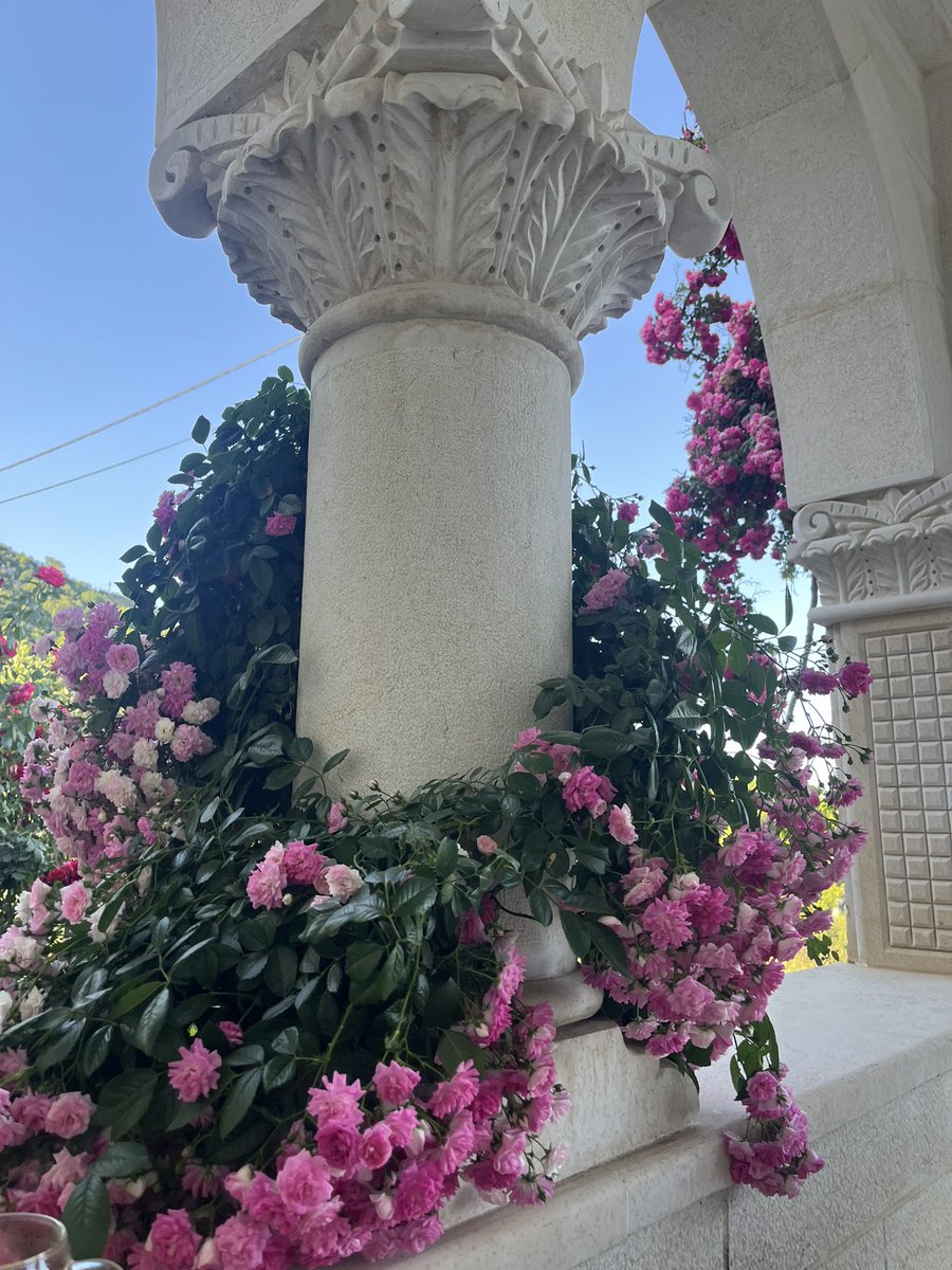 zenajasmin's tweet photo. May🌸🌸🌸🌸 https://t.co/guqlWsm1Oq