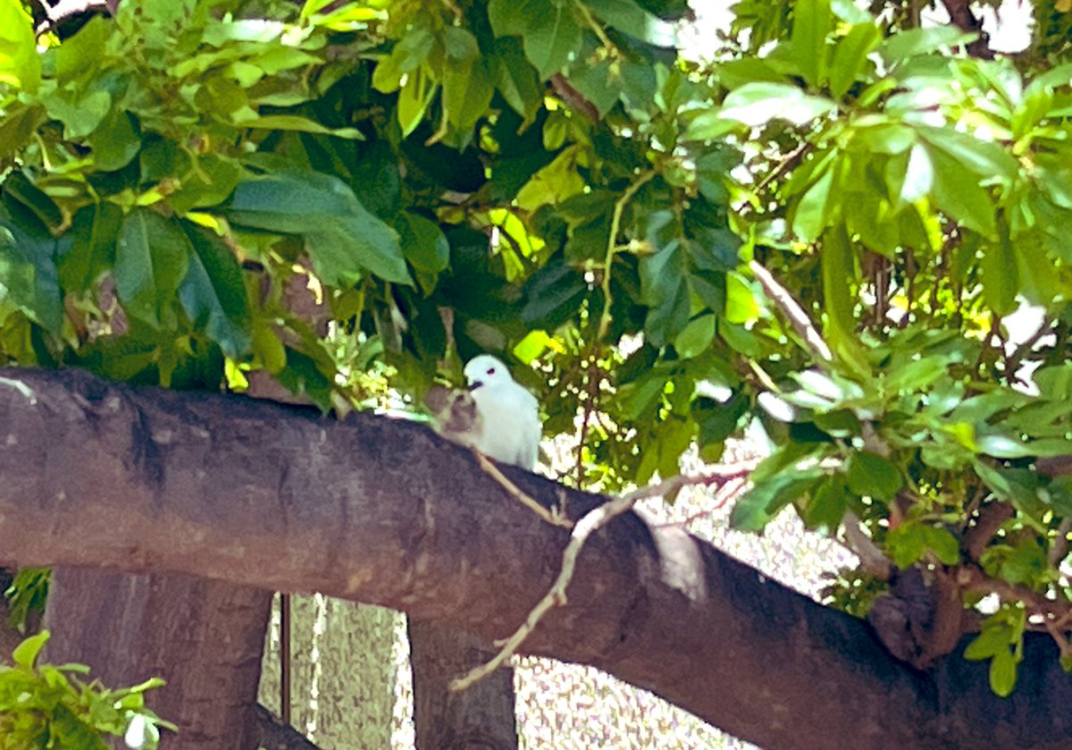 ずっとここにいたこのマヌオク。
2日前にヒナが生まれた🐣

おとなは白なのに、ヒナは茶色なの。
勝手にホコリって名前にしてる。
ふわふわだから。