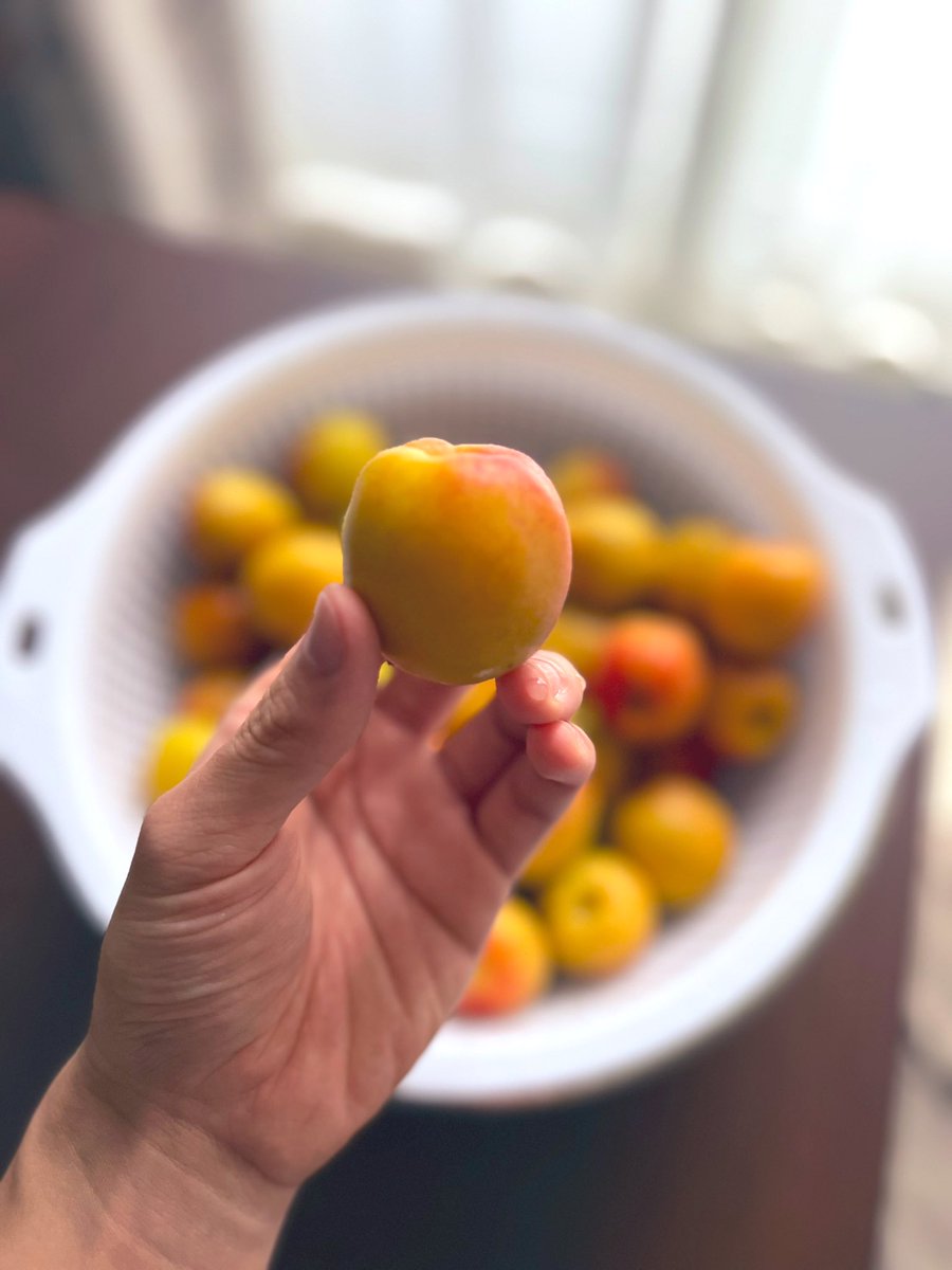 良い梅が手に入ったので、
午後はお休みをいただきました。

ごろごろと鳴り出しそうな程に立派です。