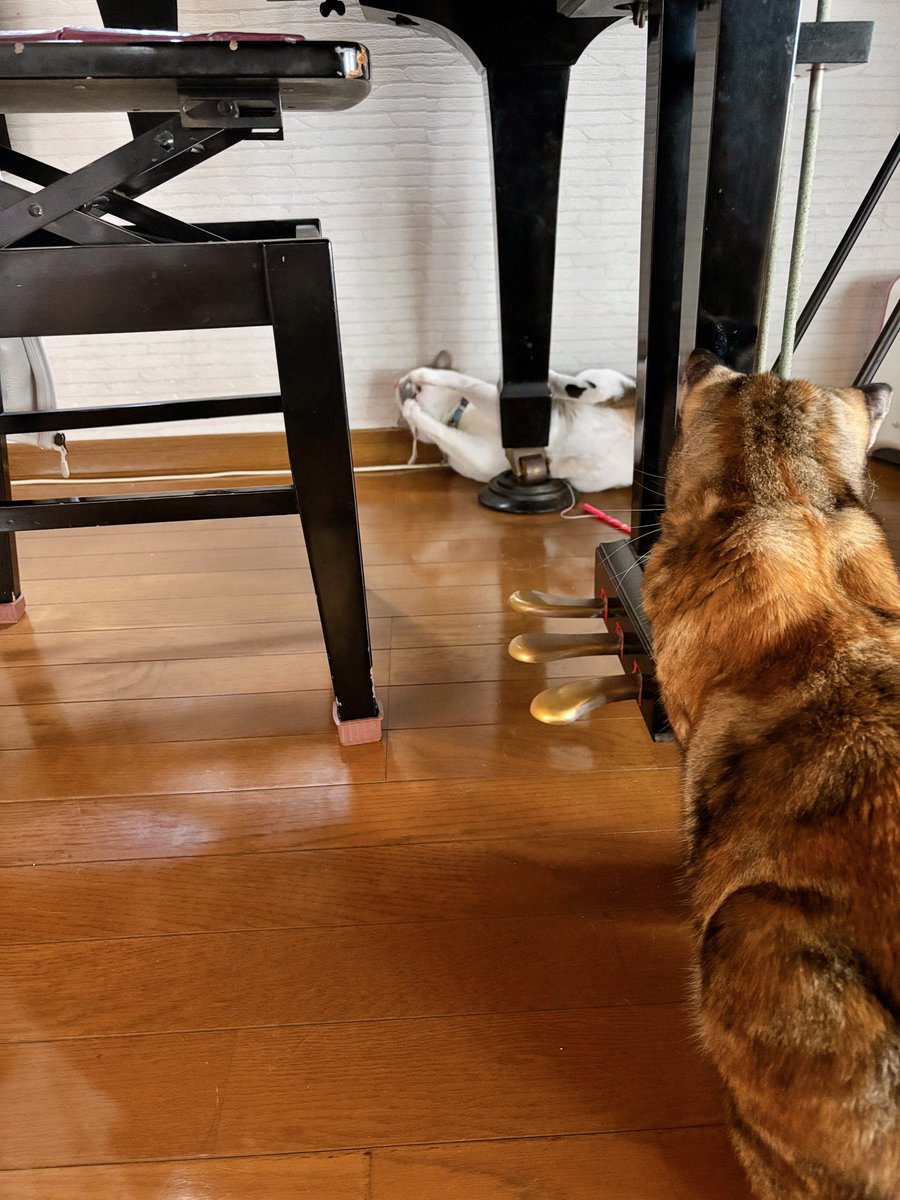 この温度差が我が家の2匹。