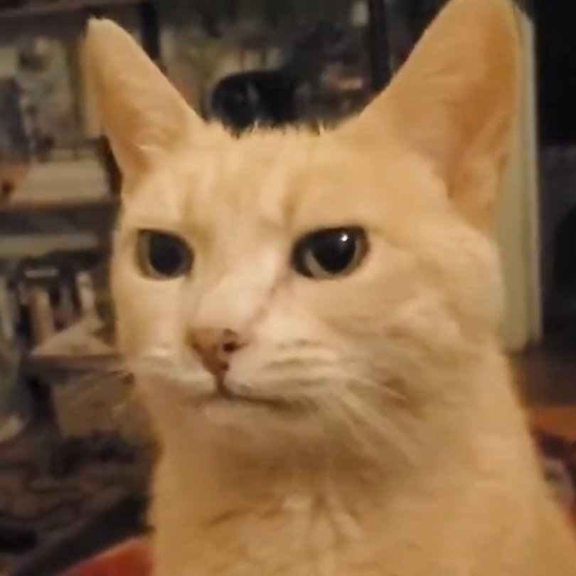 <a href="/GingerLoafTigs/">Gingerbread Tigs</a> <a href="/badcatnobiscuit/">fen</a>