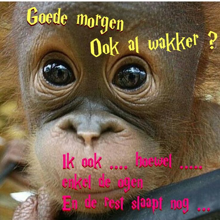 Goedemorgen