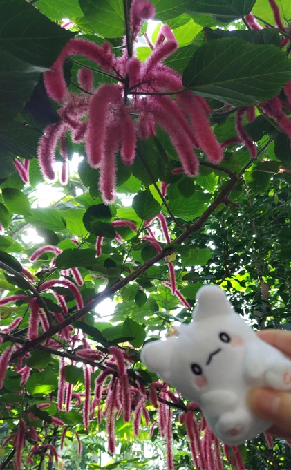 昨日だけどカフェランチして植物園行って花火見させてもらったよ。たのしかったな、まるまる