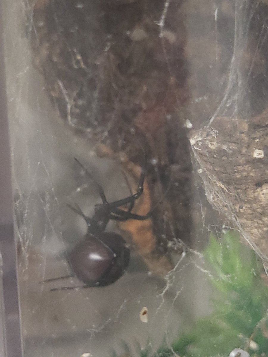 KernSpider's tweet photo. She's still chillin. Oldest widow I'm aware of. https://t.co/VmuS9brz0f