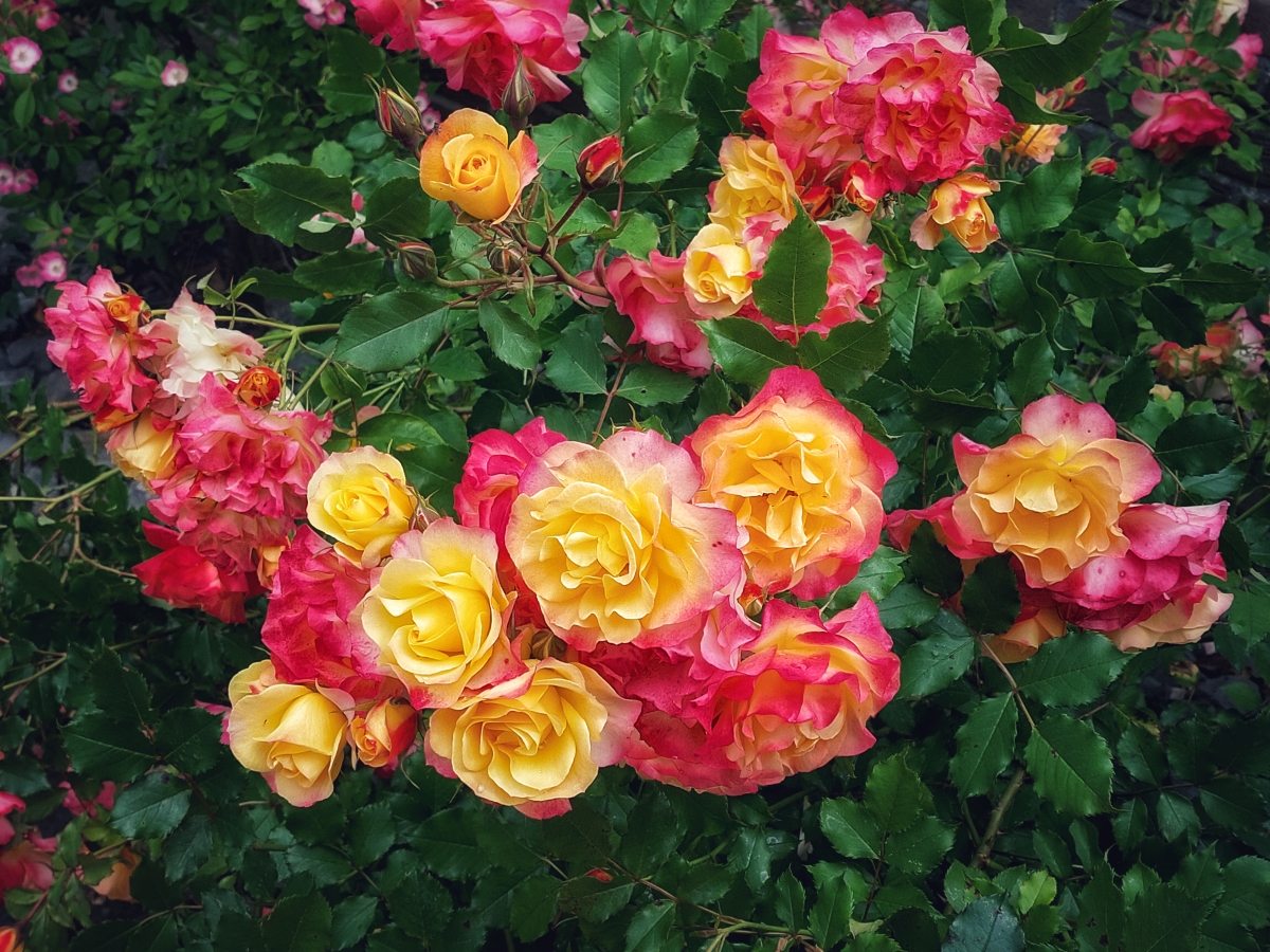 Dirk Schulte
Postcard to Marie
2025