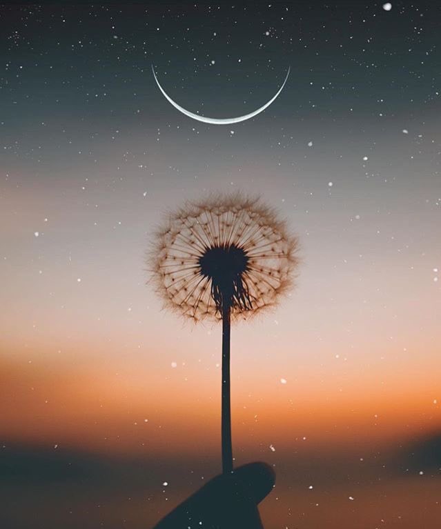 MOON tweet media