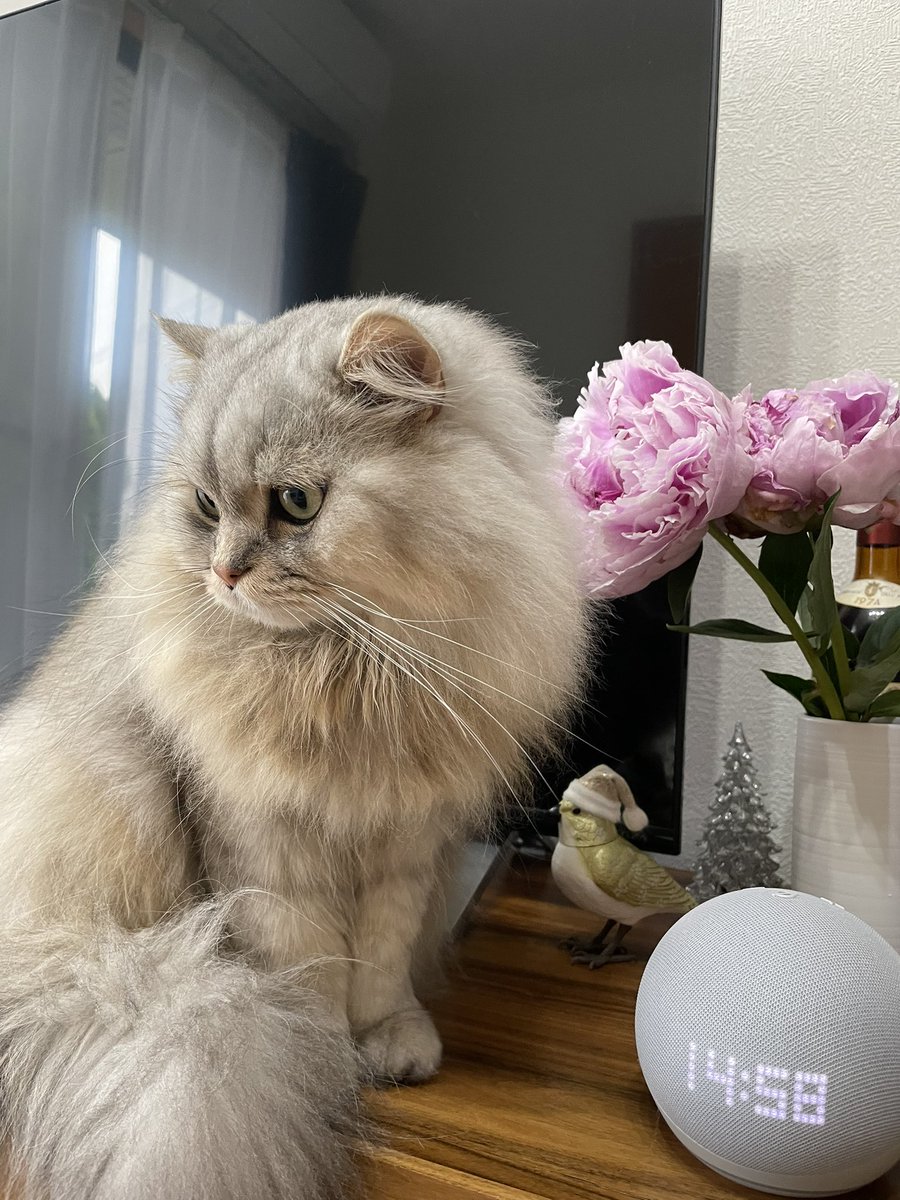 お花があるとポーズとりがち