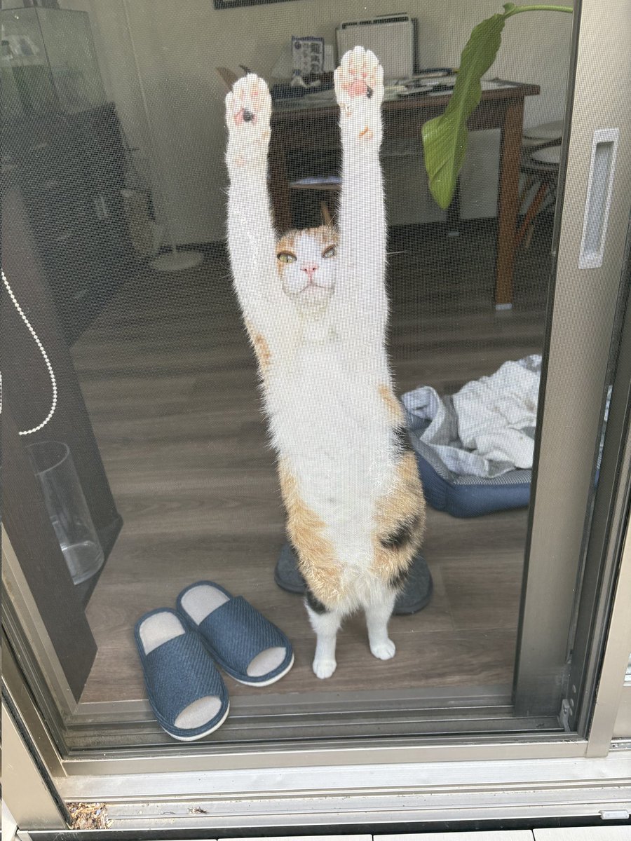 Mayuko226l's tweet photo. 実家の猫ちゃんがあまりにも可愛すぎる🐈️ https://t.co/Su0FEjvBpa