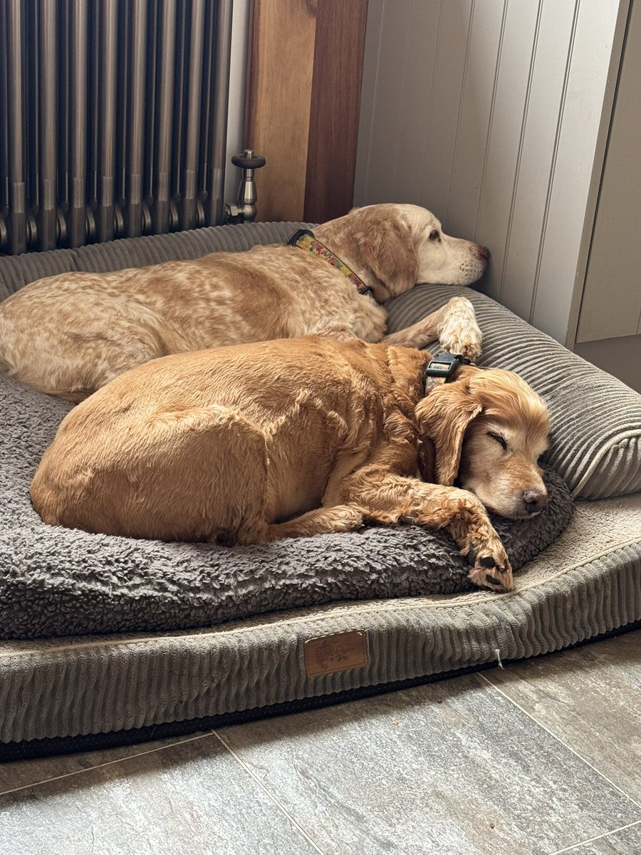 SpanielsSuper's tweet image. Look at the matching crooked foreleg 

Ronnie doesn’t usually share beds, if he’s lying &amp;amp; either Bat or Isky join him he will get up &amp;amp; move away
He must have been feeling the love ❤️ 
#MirrorImage