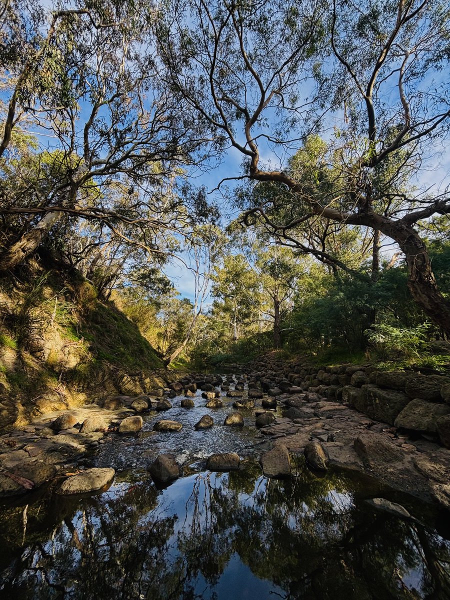 ninakillham's tweet photo. Fish ladder at beautiful Darebin Parkland. #savethefish #savethetrees #melbourne https://t.co/Ftz7PlTQzA