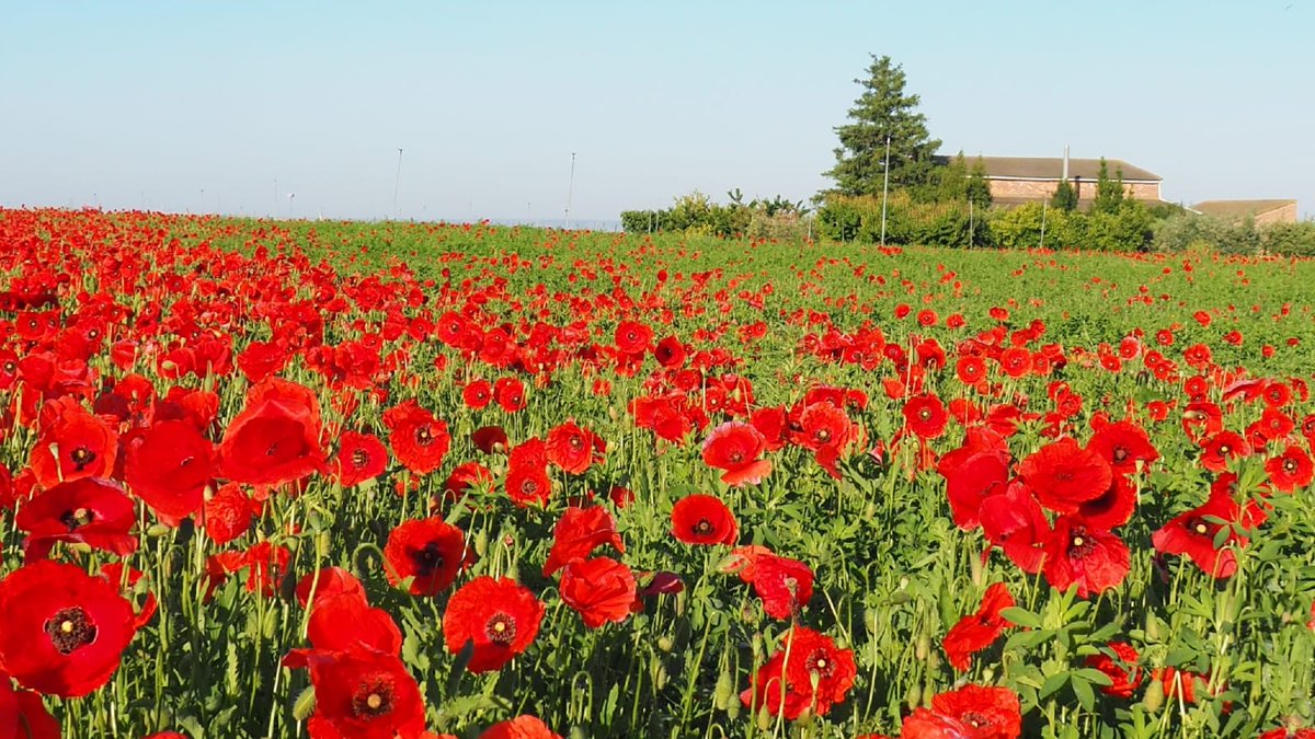 Roselles. Monet i els impressionistes francesos disfrutarien aquí, però al camp es mala herba, una flor que pocs volen veure, com a molt al del veí. Mai va al gust de tots.