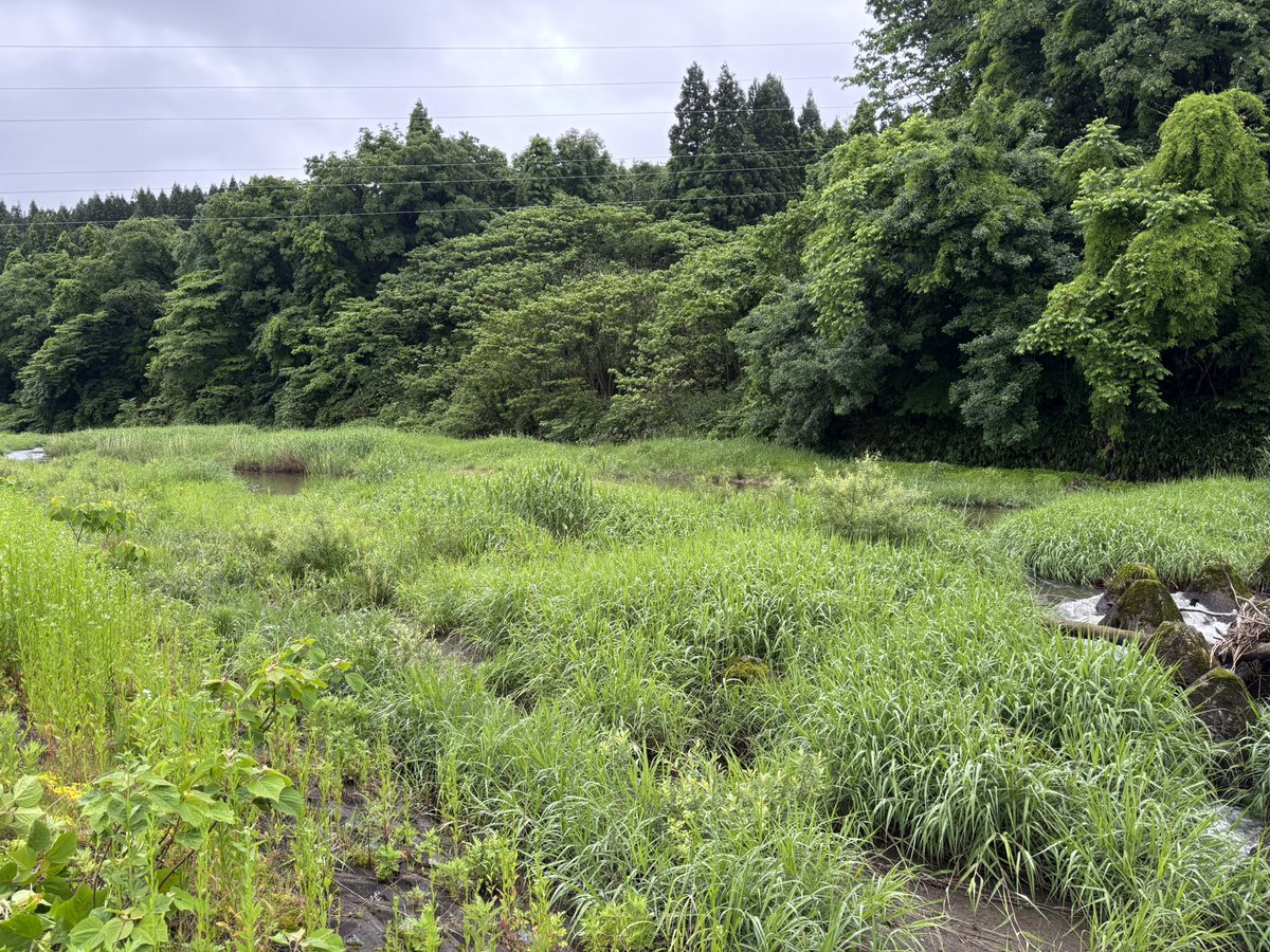 teilevillege's tweet photo. 毎年恒例の川草刈り
一本残らず駆逐してやった https://t.co/sc20tiOYrf