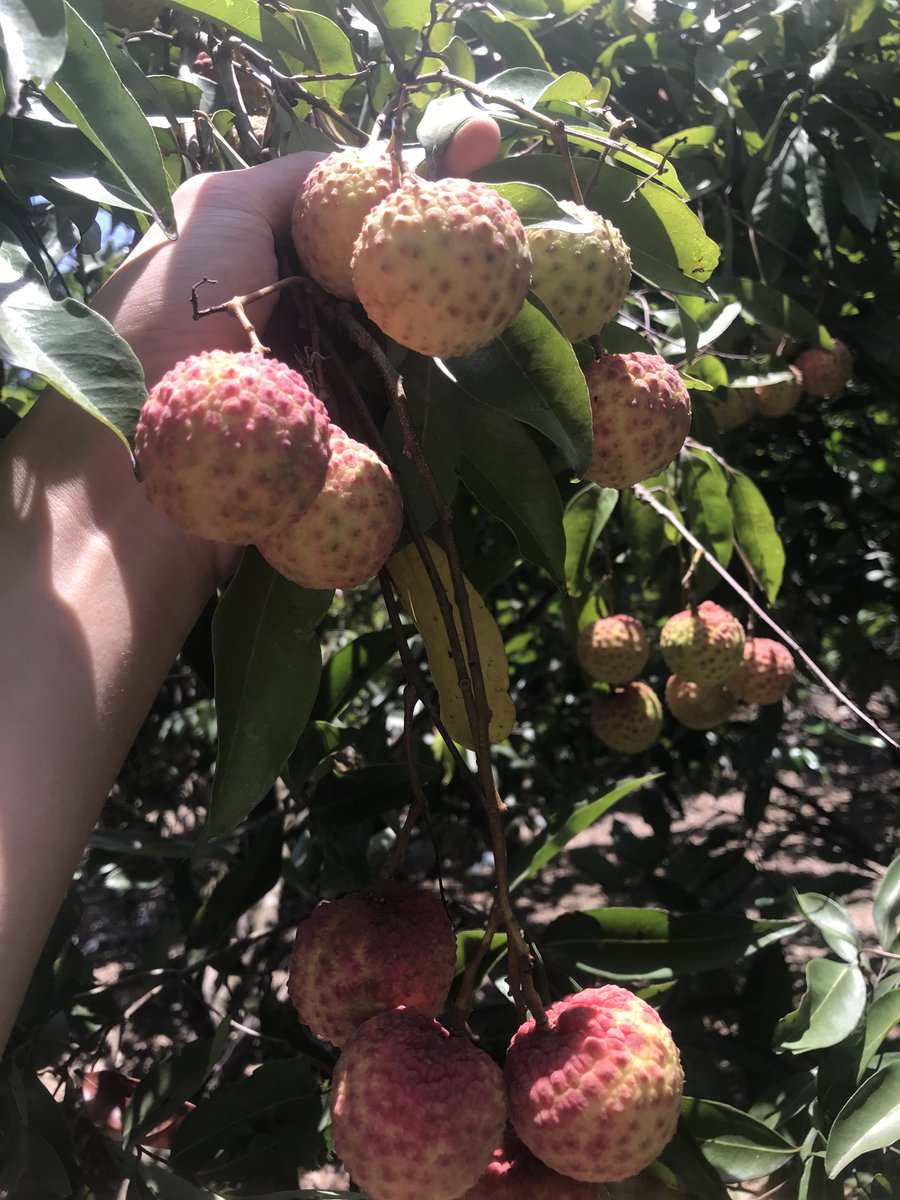 trinh_minh_hieu's tweet image. Home garden🏠