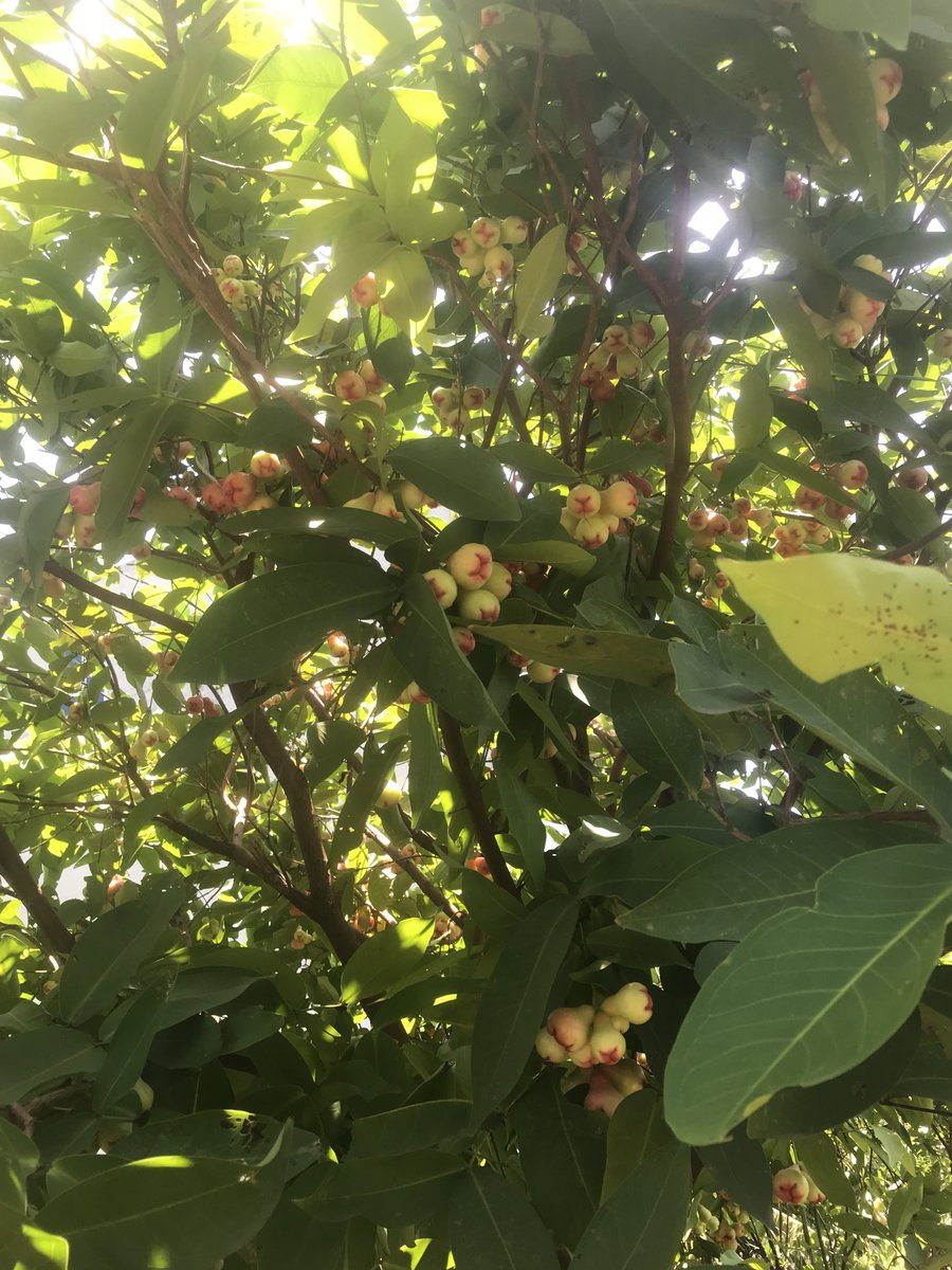 trinh_minh_hieu's tweet image. Home garden🏠