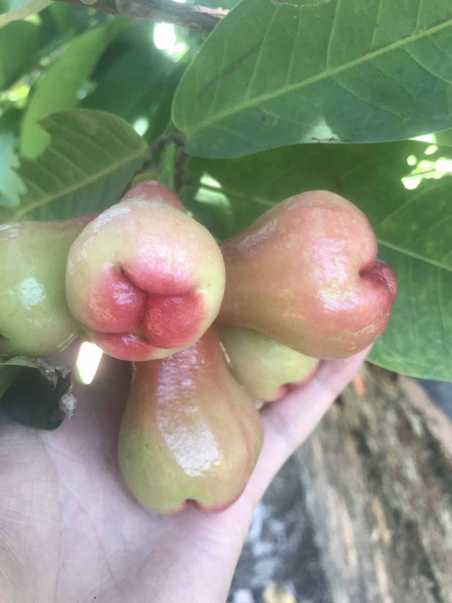 trinh_minh_hieu's tweet image. Home garden🏠