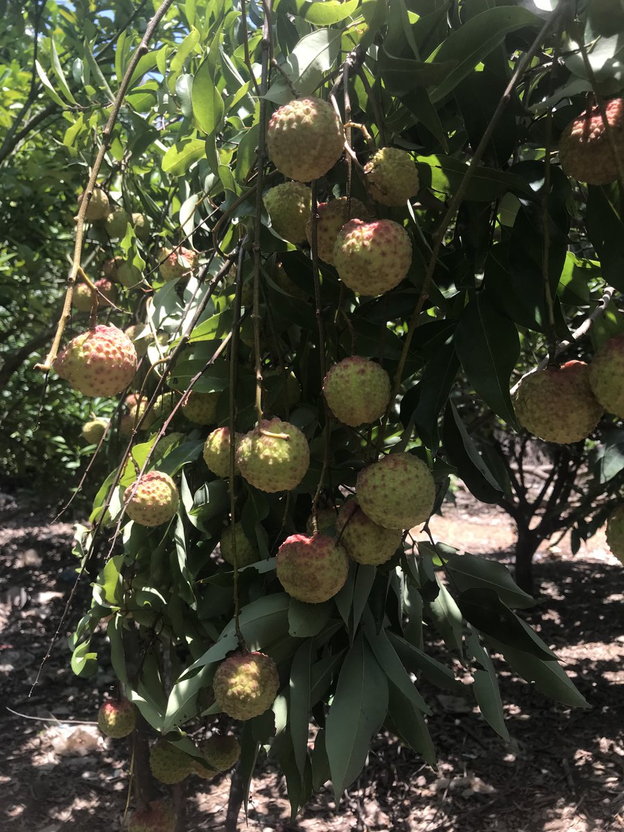 trinh_minh_hieu's tweet image. Home garden🏠