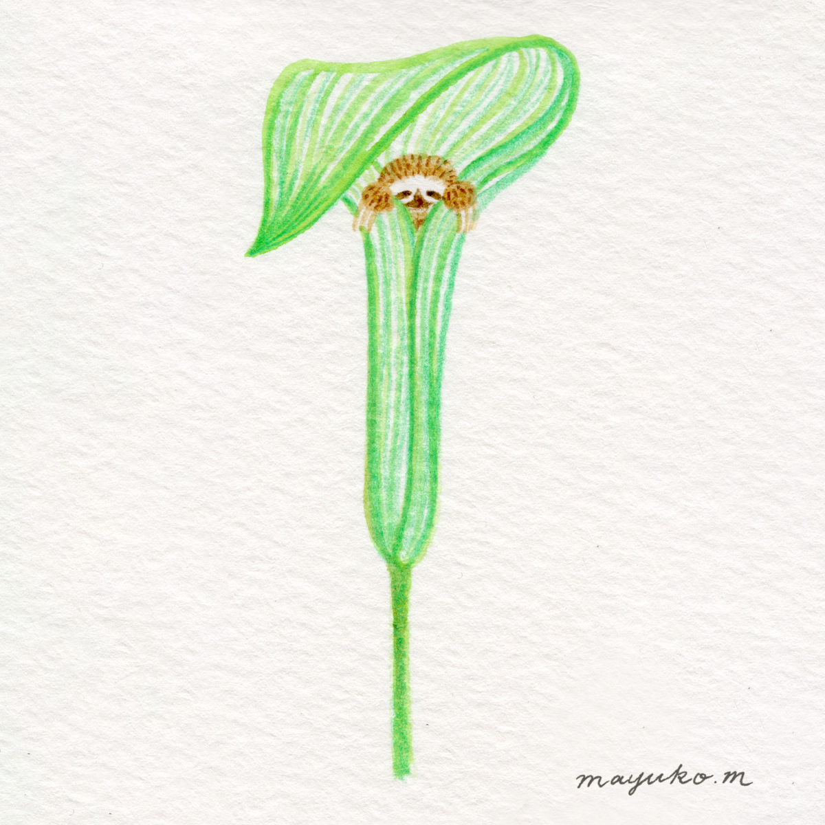 mayukomat's tweet photo. 【誕生花】6月1日テンナンショウ
#誕生花 #花 #flower #illustration #天南星 #ナマケモノ #sloth #artwork #jackinthepulpit https://t.co/vM72TS1tl8