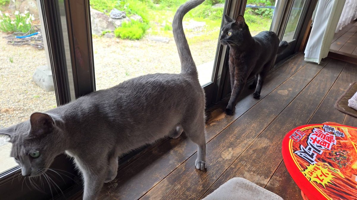 nekomocafe2's tweet photo. エムルくんは広いお家で走り回っているそうです！先住猫さんたちにも仲良くしてもらって、相変わらず甘えん坊さんだそうですよ😊
良く運動して、良く食べて、少しぽっちゃりしたかな、とおっしゃってました😆 https://t.co/1Dl9b7jRBa