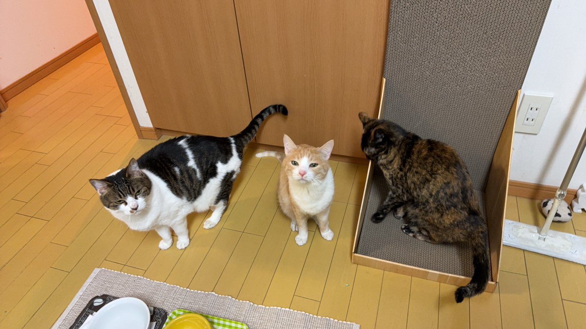 calico_e_c's tweet photo. 本日より4年目突入〜
6名の生徒でスタート→現在75名の生徒から先生と呼ばれ、頼ってもらえる幸せ。
完全ワンオペなので、生徒や保護者の方々に迷惑をかけることもありますが、精一杯教育のお手伝いをしたいと思います。
4年目祝いとして、ねこ缶クッション購入
満席クラスが増えクマ男は教室の隅に… https://t.co/GT1xhSdMpn