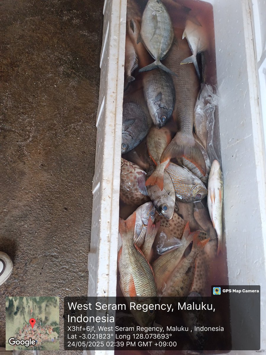 junne_sang's tweet photo. Sabtu ( 24/05) Nur W Sangadji Luhkan SBB, melporkn hsil penjuln klmpk batu karang dsa Eti Kec, Serm Bart, sbnyk 105 kg Kerapu Sunuk tujuan Psar Surabya (per kg Rp.100.000) Ikan kerapu macan, samndar, kuwe dan sikuda 101 kg, tujuan Psr kota Ambn
#giatluhkansatminkalambon
#luhlapor https://t.co/yLPr4jX9pM