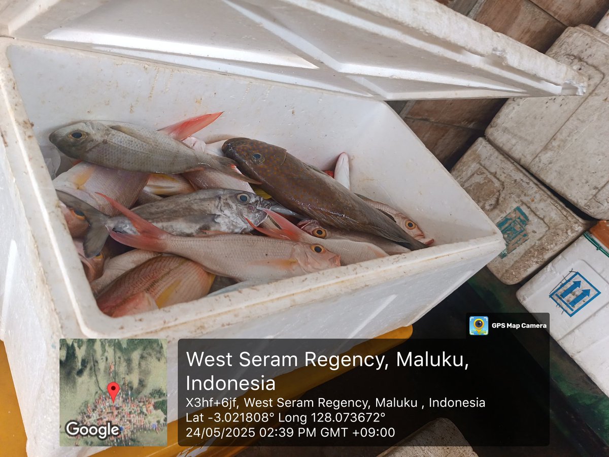 junne_sang's tweet photo. Sabtu ( 24/05) Nur W Sangadji Luhkan SBB, melporkn hsil penjuln klmpk batu karang dsa Eti Kec, Serm Bart, sbnyk 105 kg Kerapu Sunuk tujuan Psar Surabya (per kg Rp.100.000) Ikan kerapu macan, samndar, kuwe dan sikuda 101 kg, tujuan Psr kota Ambn
#giatluhkansatminkalambon
#luhlapor https://t.co/yLPr4jX9pM