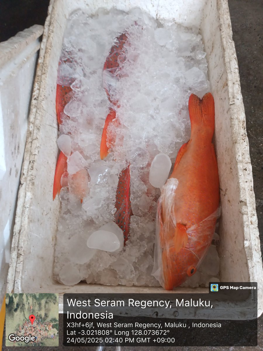 junne_sang's tweet photo. Sabtu ( 24/05) Nur W Sangadji Luhkan SBB, melporkn hsil penjuln klmpk batu karang dsa Eti Kec, Serm Bart, sbnyk 105 kg Kerapu Sunuk tujuan Psar Surabya (per kg Rp.100.000) Ikan kerapu macan, samndar, kuwe dan sikuda 101 kg, tujuan Psr kota Ambn
#giatluhkansatminkalambon
#luhlapor https://t.co/yLPr4jX9pM