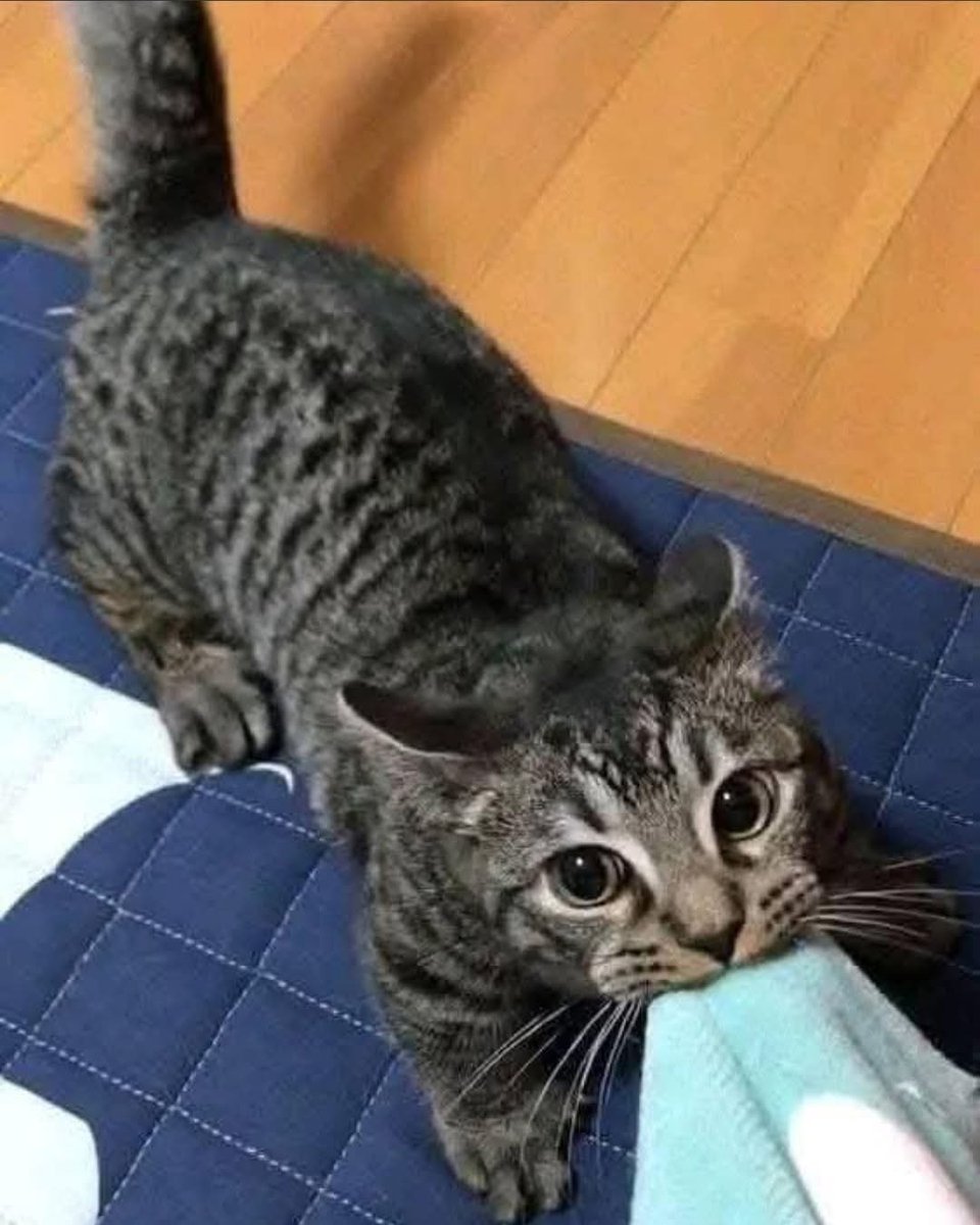 A las 4 am peleándonos por la cobija